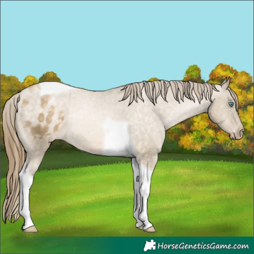 Horse Color:Buckskin Pearl Tobiano Appaloosa Rabicano 