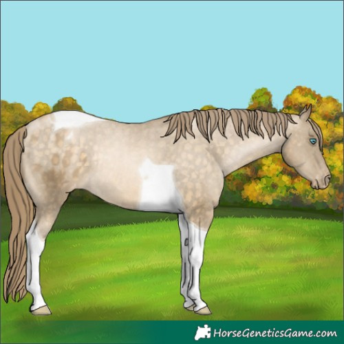 Horse Color:Buckskin Pearl Tobiano Appaloosa Rabicano 