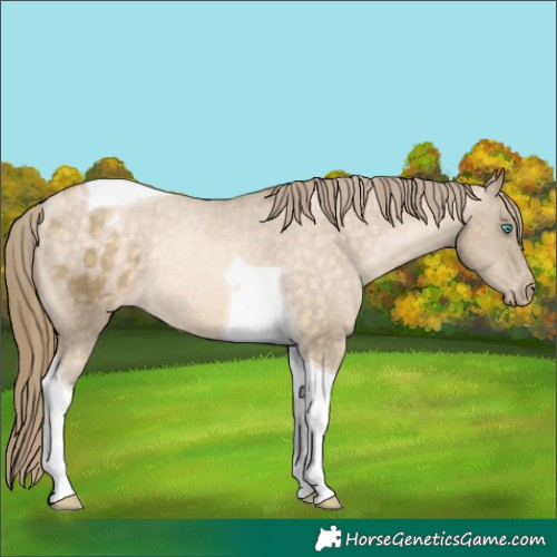 Horse Color:Buckskin Pearl Tobiano Appaloosa Rabicano 