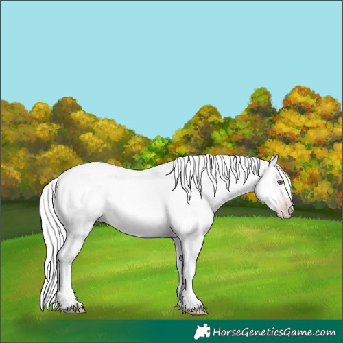 Horse Color:Silver Classic Champagne Chinchilla Onyx 