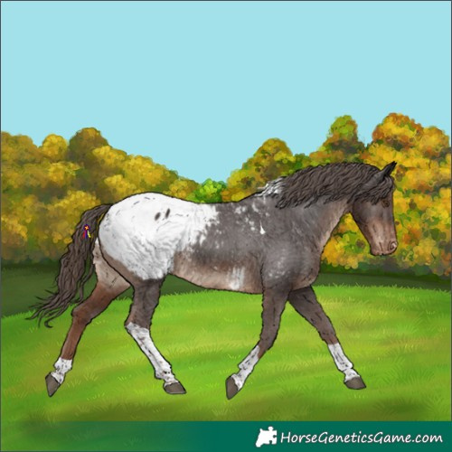 Horse Color:Liver Chestnut Tobiano Snowcap Rabicano