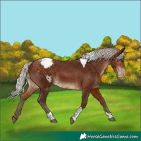 Horse Color:Silver Bay Tobiano Appaloosa 