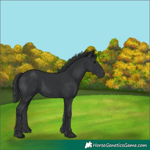 Horse Color:Black 