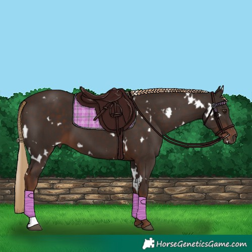 Horse Color:White Spotted Liver Chestnut 