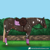 Horse Color:White Spotted Liver Chestnut 