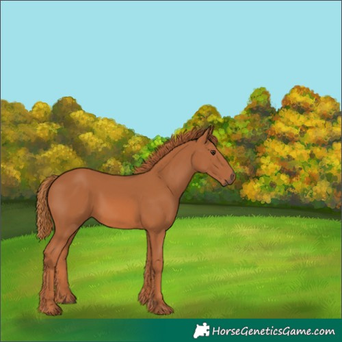Horse Color:Chestnut 