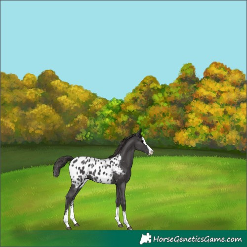 Horse Color:Smoky Black Sabino Splash Blanket 