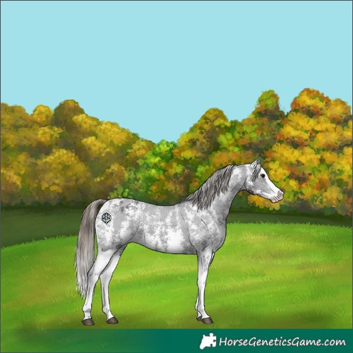 Horse Color:Smoky Black Sabino Splash Varnish