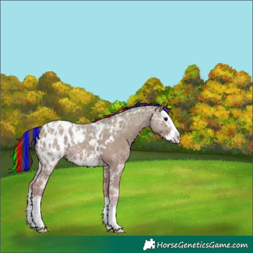 Horse Color:Painted Classic Champagne Ice Sabino Splash Appaloosa 