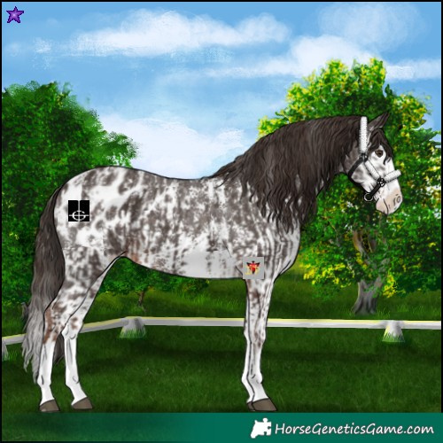 Horse Color:Liver Chestnut Sabino Splash Blanket and Liver Chestnut Sabino Splash Blanket