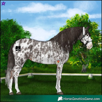 Horse Color:Liver Chestnut Sabino Splash Appaloosa  and Liver Chestnut Sabino Splash Appaloosa 