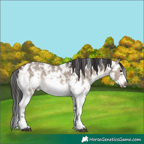 Horse Color:Brown Dun Sabino Frame Rabicano 