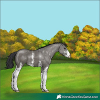 Horse Color:Grullo Sabino 