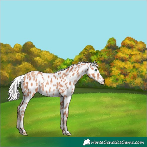 Horse Color:White Spotted Silver Sable Champagne Appaloosa 