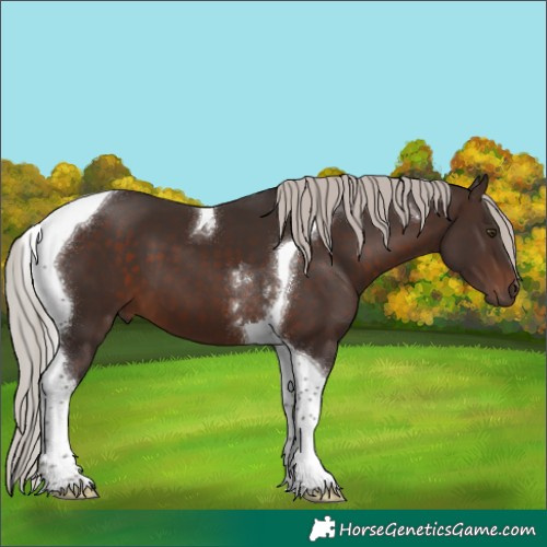 Horse Color:Silver Brown Tobiano 