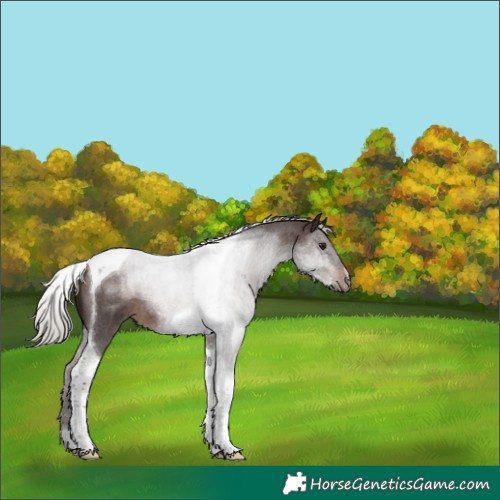 Horse Color:Silver Brown Roan Tobiano 