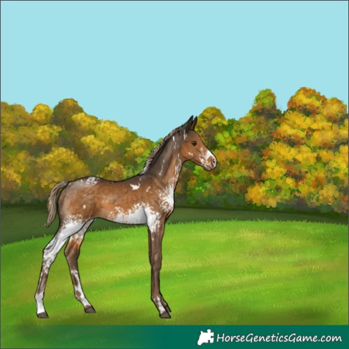 Horse Color:White Spotted Chocolate Palomino Rabicano 