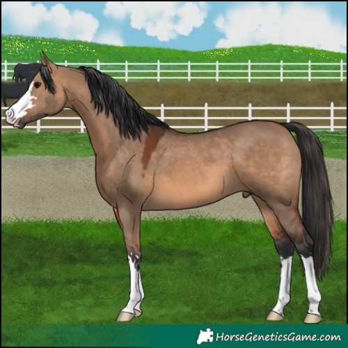 Horse Color:Brown Dun 