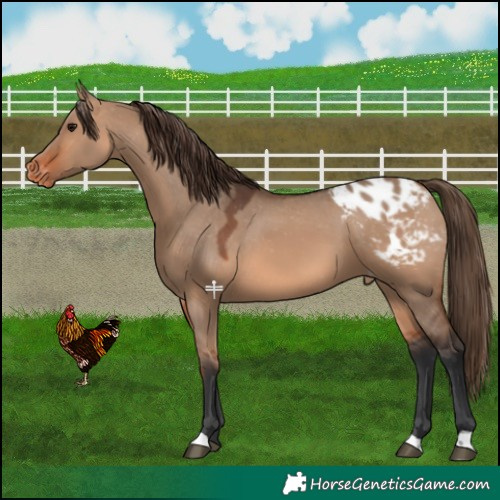 Horse Color:Bay Dun Blanket 