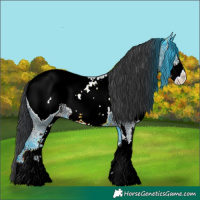Horse Color:Black Sabino Near Fewspot 