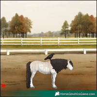 Horse Color:Bay Dun Sabino 