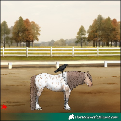 Horse Color:White Spotted Bay Dun Blanket 