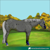 Horse Color:ERROR: UNKNOWN ANOMALY