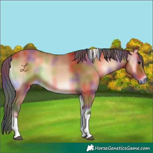 Horse Color:Nacre Bay Onyx Tobiano 