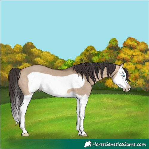 Horse Color:Bay Dun Splash Frame