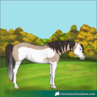 Horse Color:Bay Dun Splash Frame 