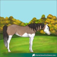 Horse Color:Bay Dun Splash 
