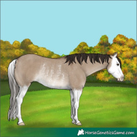 Horse Color:Liver Red Dun Splash Rabicano 