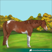 Horse Color:Chestnut Tobiano Rabicano