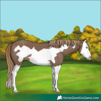Horse Color:Liver Red Dun Splash Frame