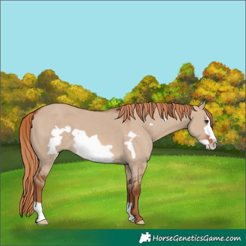 Horse Color:Red Dun Frame 