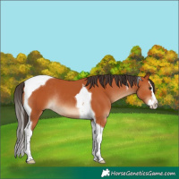 Horse Color:Bay Splash Tobiano Rabicano