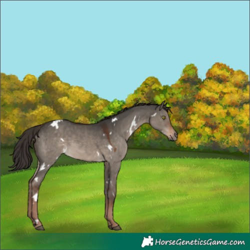 Horse Color:White Spotted Liver Red Dun 