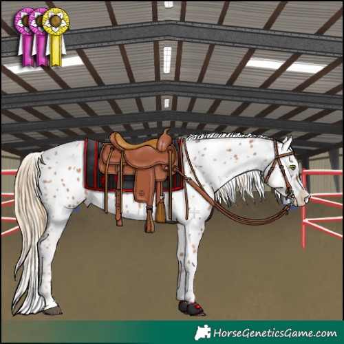 Horse Color:White Spotted Liver Chestnut Pearl Leopard 