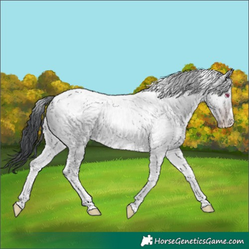 Horse Color:Classic Champagne Chinchilla Dun Tobiano 
