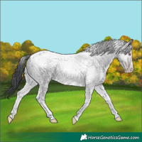 Horse Color:Classic Champagne Chinchilla Dun Tobiano 