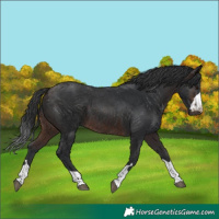 Horse Color:Brown 