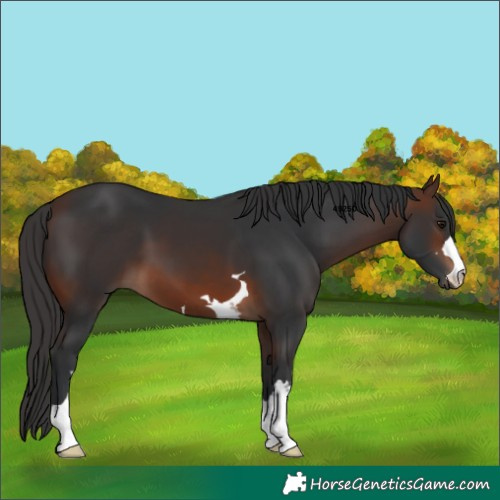 Horse Color:Brown 