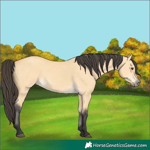 Horse Color:Buckskin Dun 