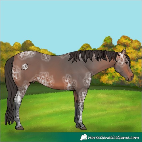 Horse Color:Bay Ice 