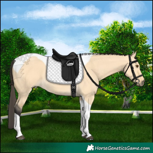 Horse Color:Buckskin Dun Tobiano 