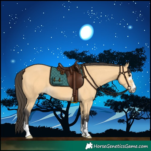 Horse Color:Buckskin 
