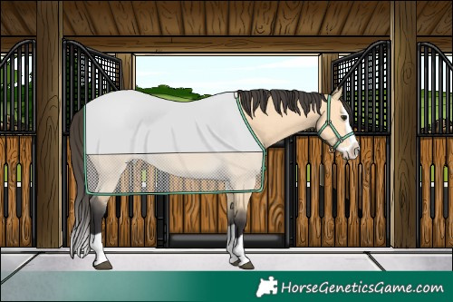 Horse Color:Buckskin Splash 