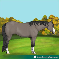 Horse Color:Grullo 
