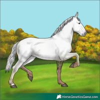 Horse Color:Gray Chestnut Mushroom Appaloosa 