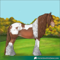 Horse Color:Chestnut Tobiano Appaloosa 